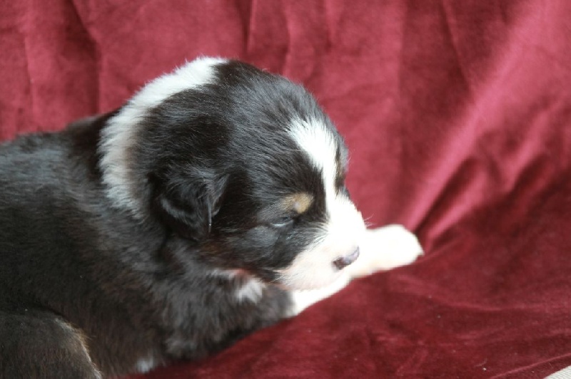 Portée Piper et Cody